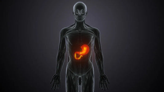 Nicotine Pouches: Weight, Metabolism & Other Potential Benefits